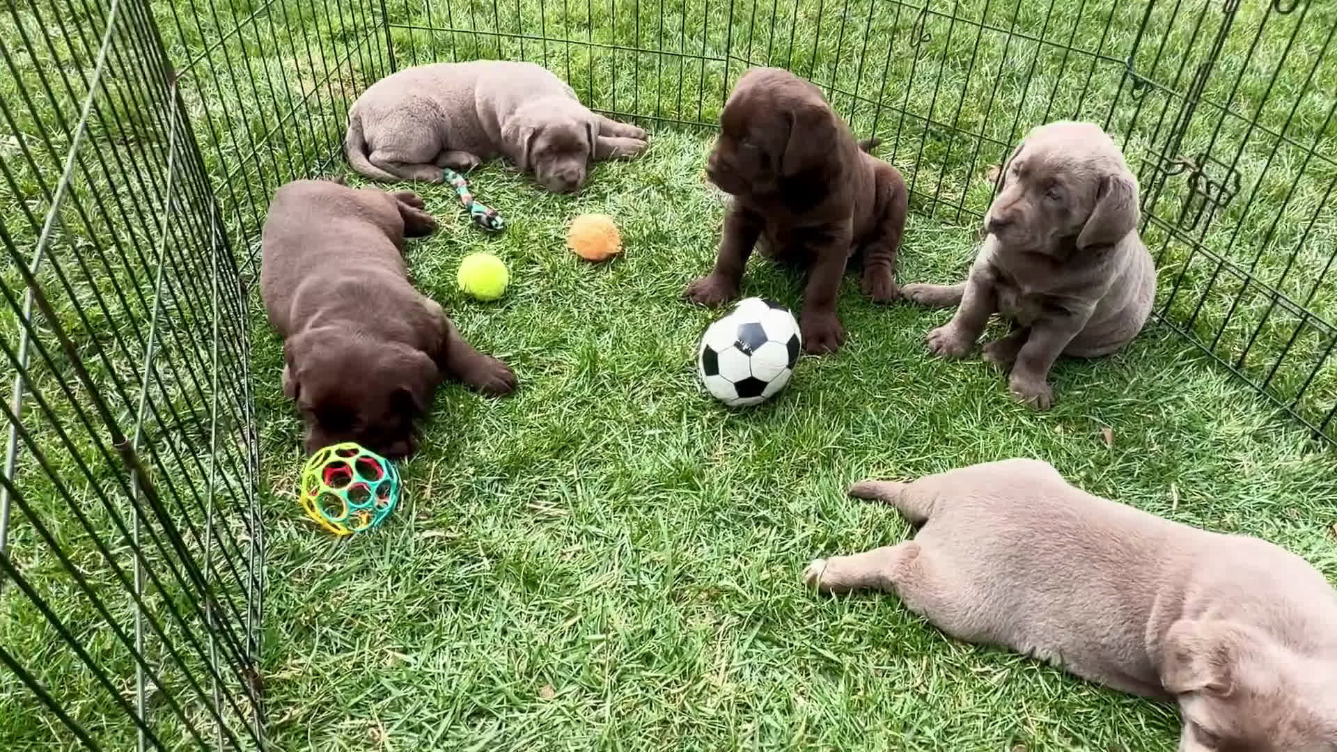 Labrador Retriever dogs for sale: Violet - Video 1