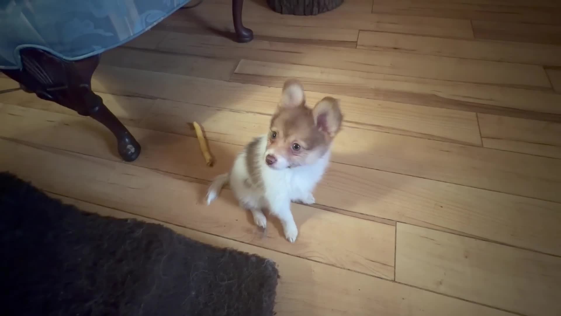 Mixed Breed dogs for sale: Cookie’s Girl “Ginger” - Video 1