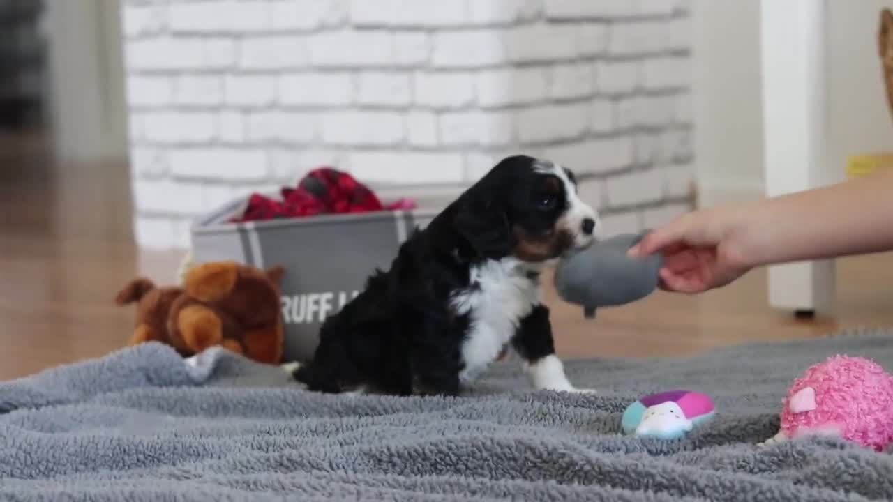 Mini Bernedoodle dogs for sale: Ricco - Video 1