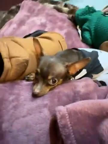 Chihuahua dogs for sale: Chihuahua fm teacup! - Video 1