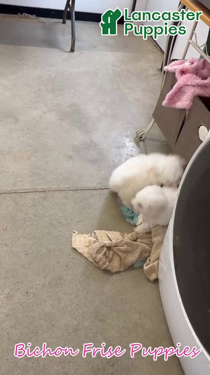 Bichon Frise dogs for sale: Ben - Video 1