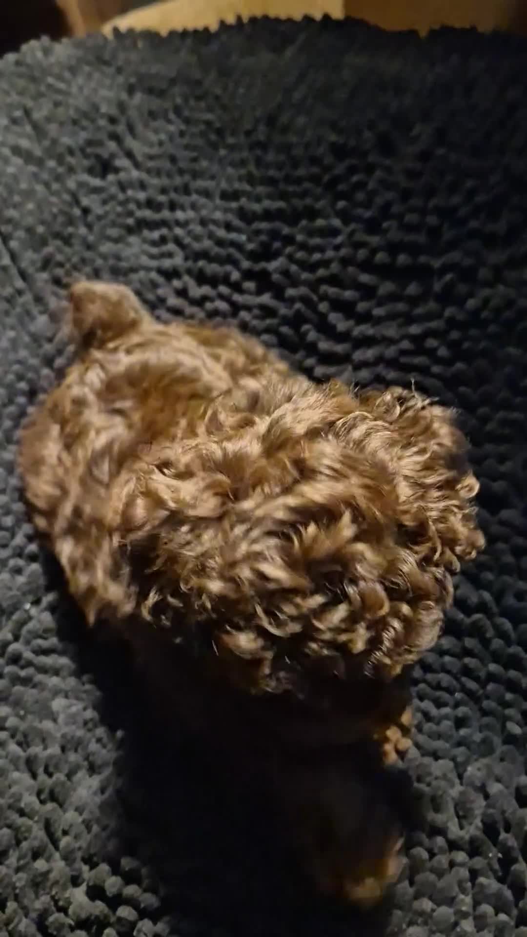 Toy Poodle dogs for sale: Yum Yum - Video 1