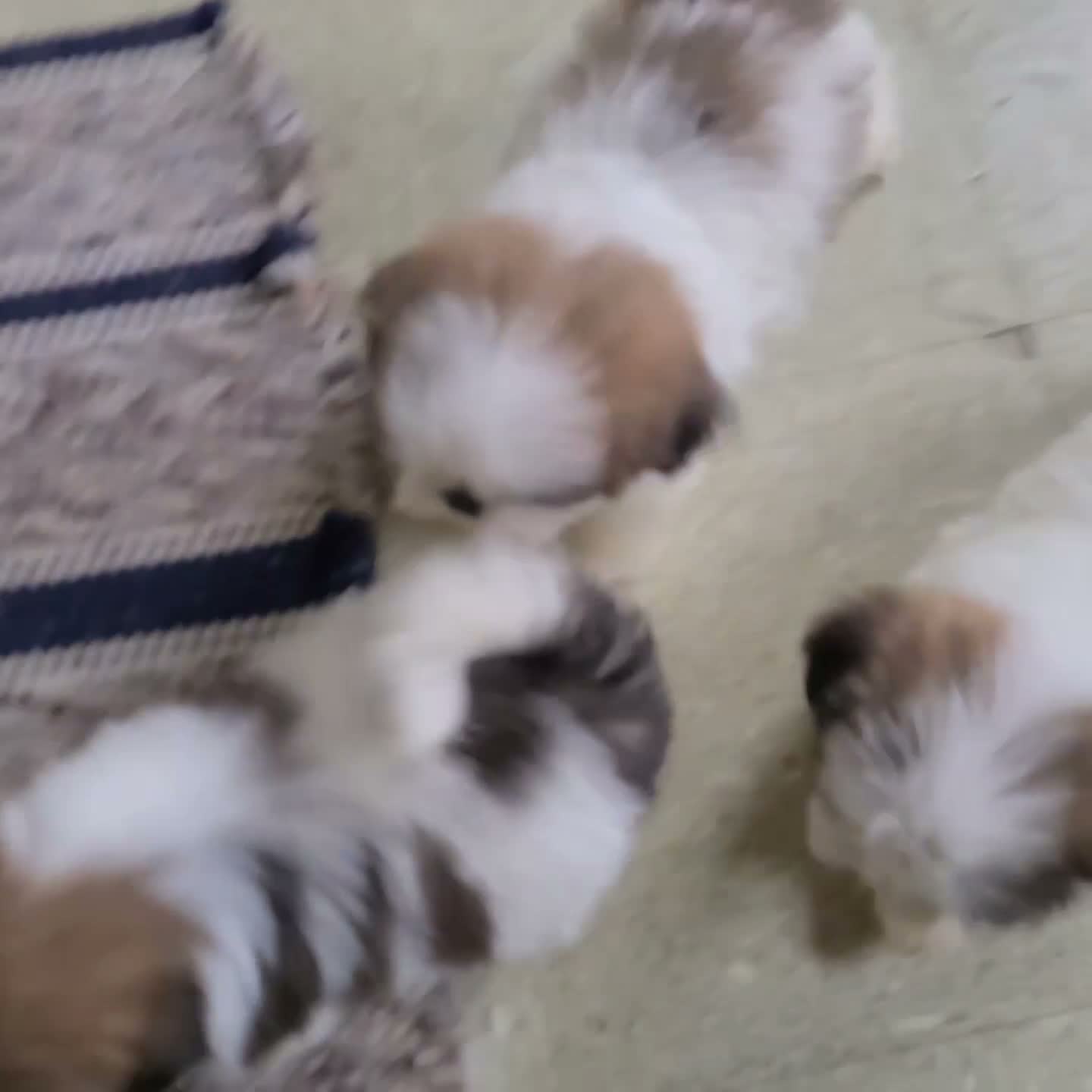 Shih Tzu dogs for sale: Gabe - Video 1