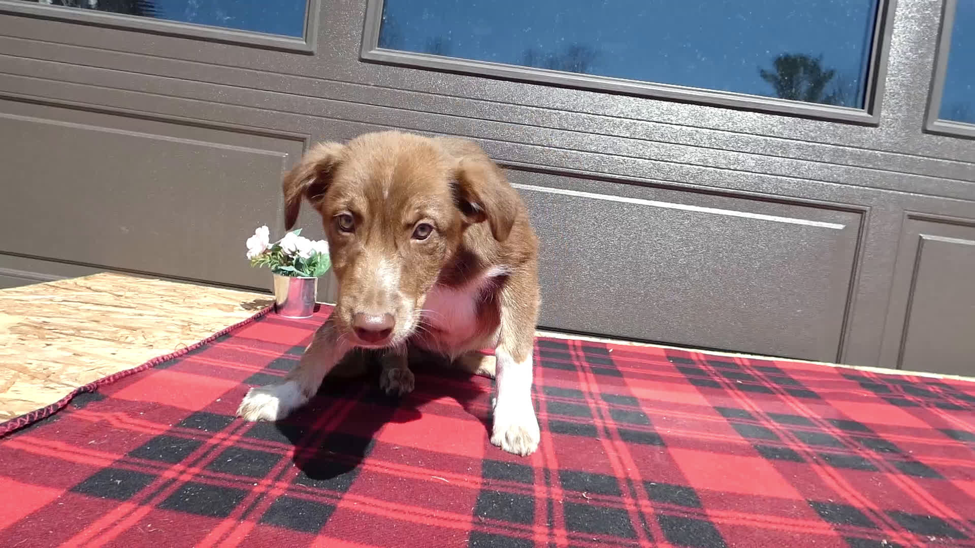 Mixed Breed dogs for sale: Australian Shepherd Puppy 5 Red Robin - Video 8