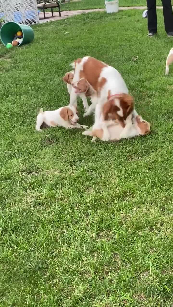 Brittany Spaniel dogs for sale: Brittany Spaniel 3 - Video 4