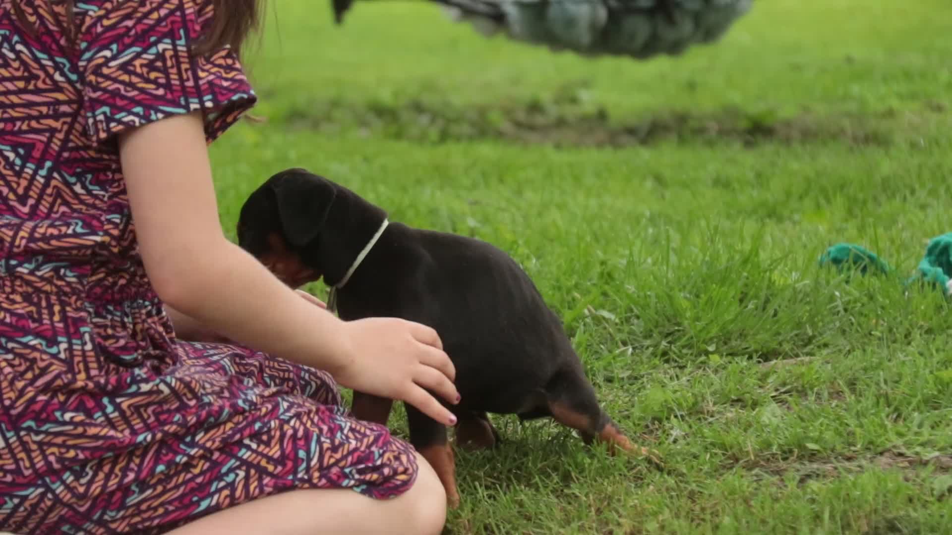 Doberman Pinscher dogs for sale: Reverie - Video 1