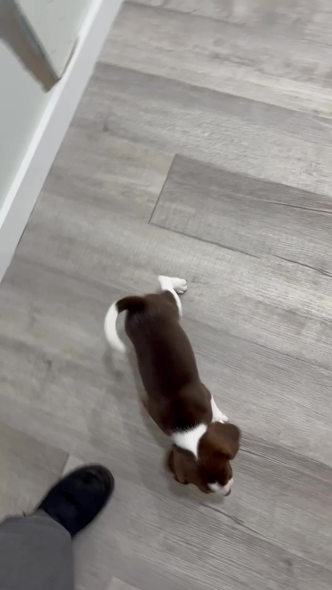 Beagle dogs for sale: Daffodil - Video 1
