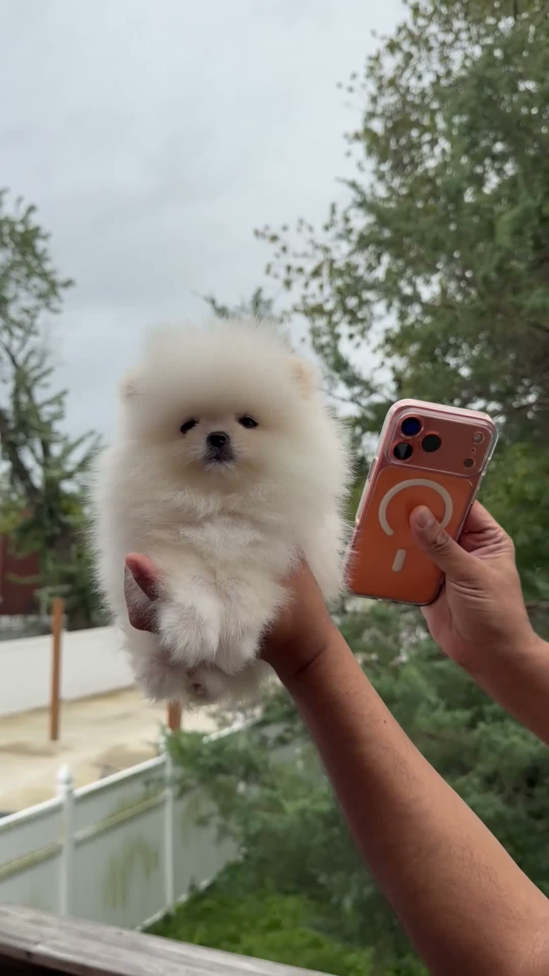 Pomeranian dogs for sale: Teacup Pomeranian Korean bloodline 2 - Video 1