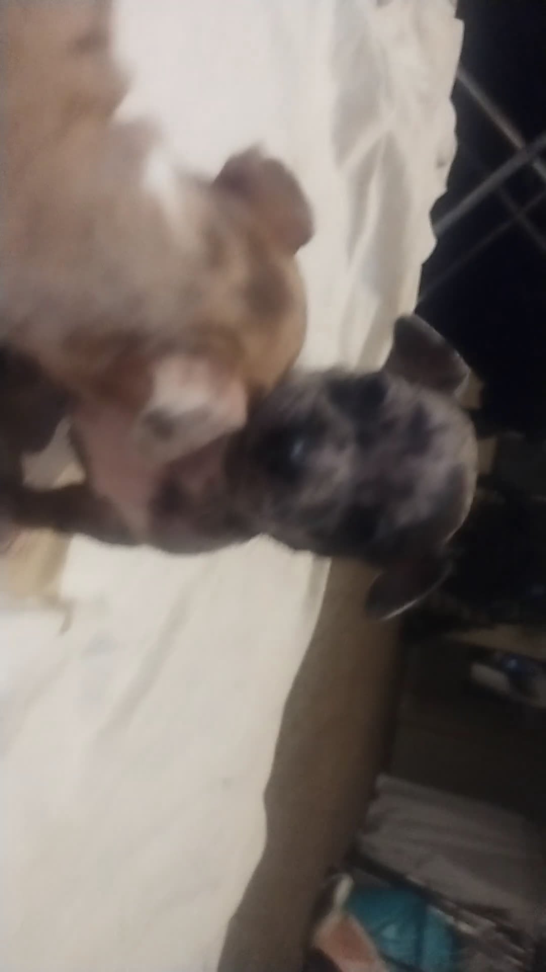 Chiweenie dogs for sale: Chiweenie Puppy 2 - Video 1