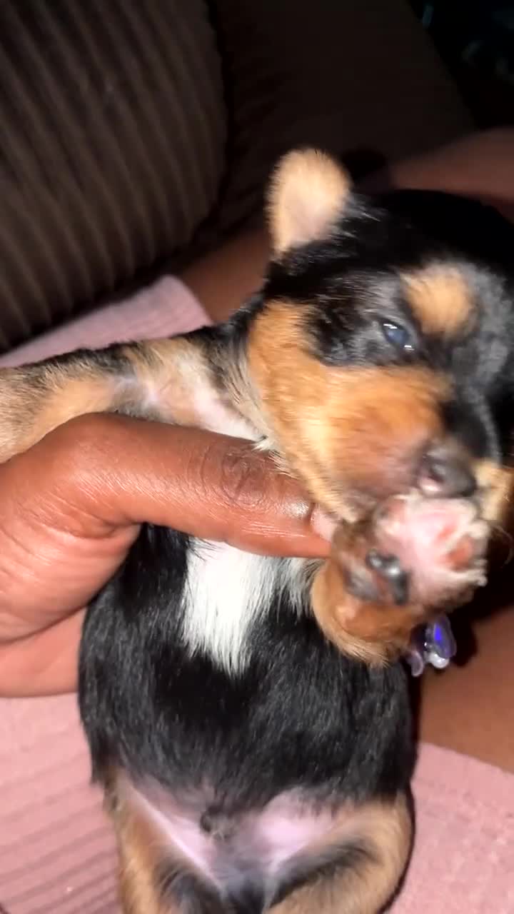 Yorkshire Terrier dogs for sale: Yorkshire Terrier Puppy 2 - Video 1