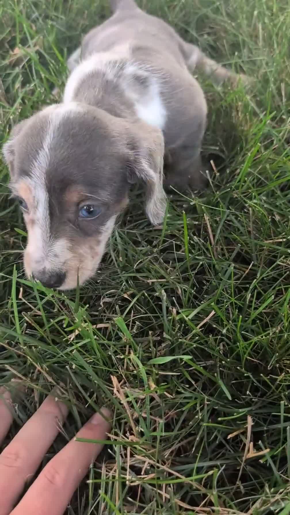 Miniature Dachshund dogs for sale: Kya - Video 1
