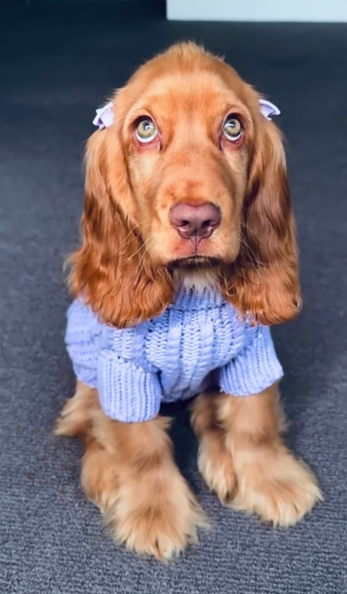 English Cocker Spaniel dogs for sale: Naomi - Video 1