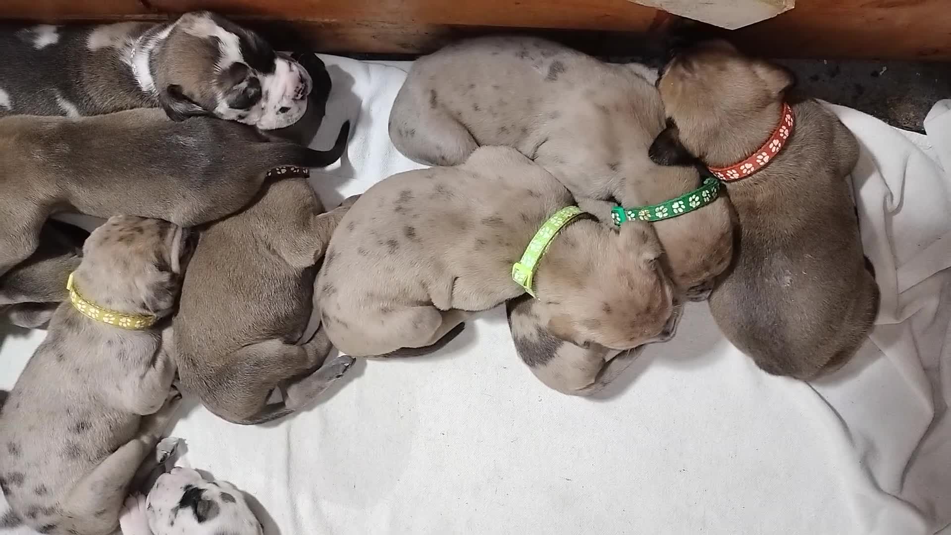 Great Dane dogs for sale: Great Dane  - Black Collar - Fawnequin - Video 1