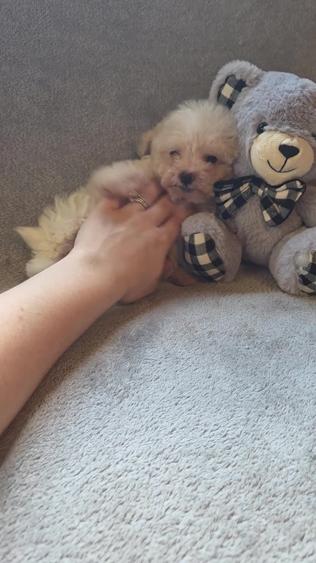 Maltipoo dogs for sale: Logan - Video 2