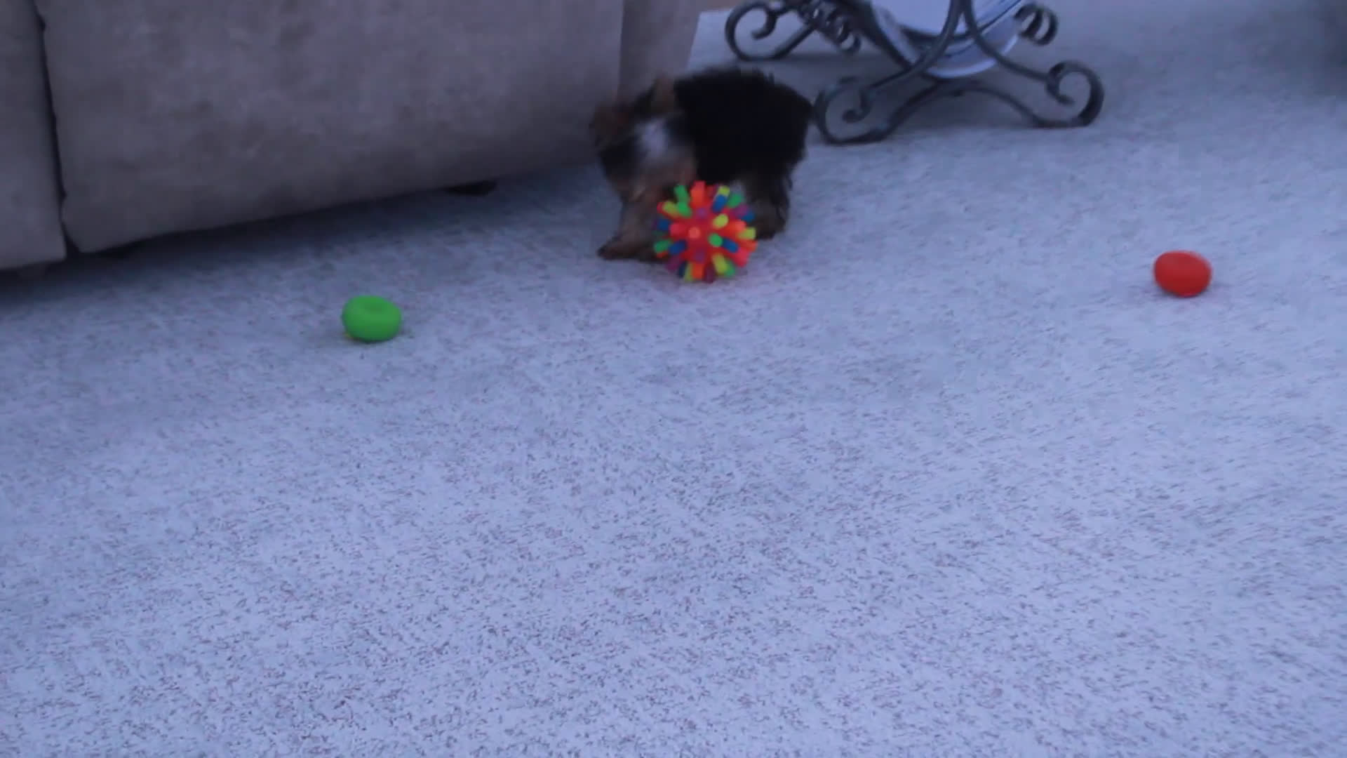 Yorkshire Terrier dogs for sale: Jingles - Video 1