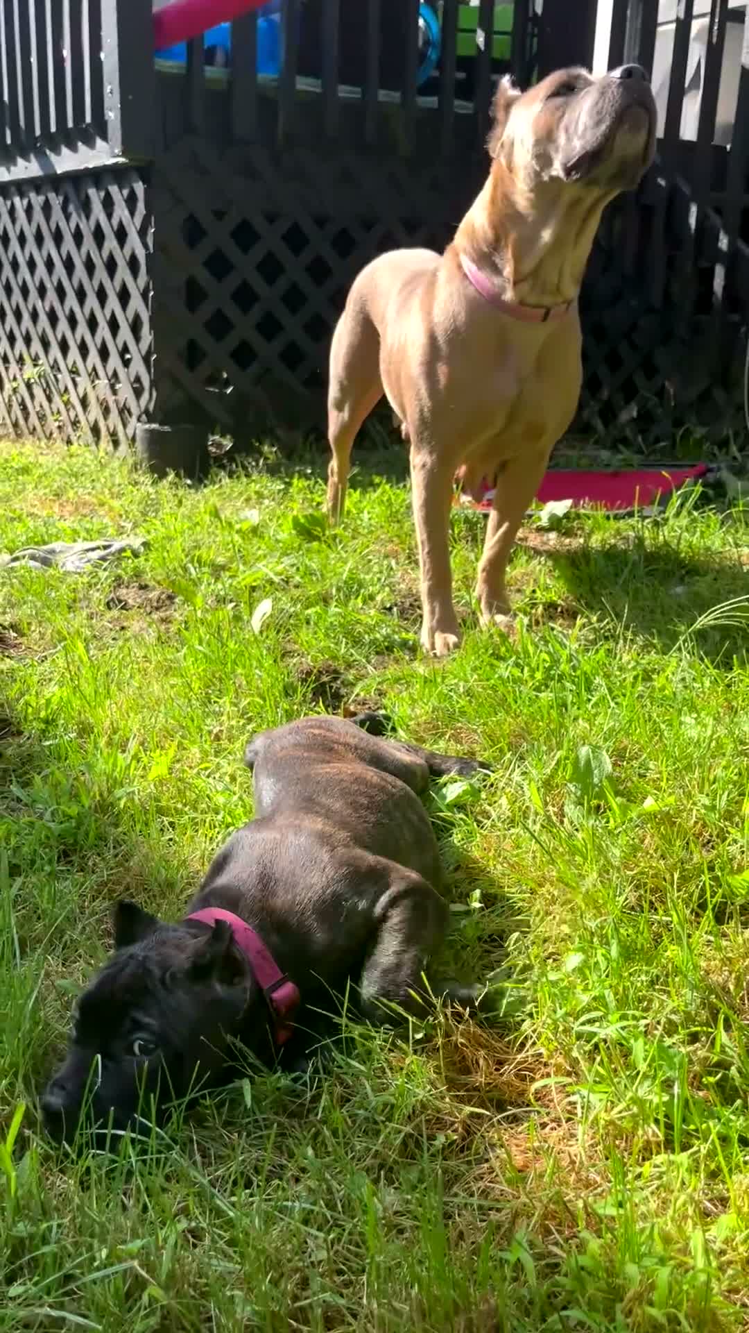 Cane Corso dogs for sale: Cane Corso 2 - Video 2
