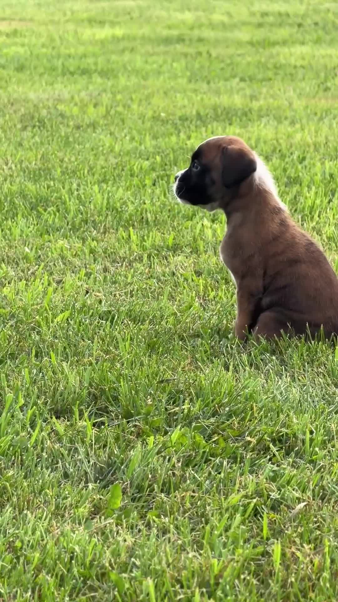 Boxer dogs for sale: IVY - Video 1
