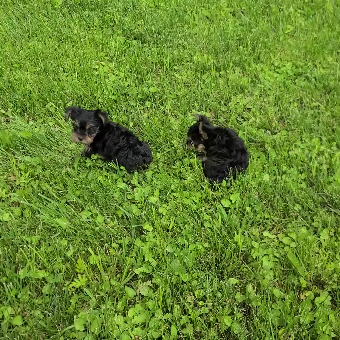 Yorkshire Terrier dogs for sale: Sandy  teacup - Video 2