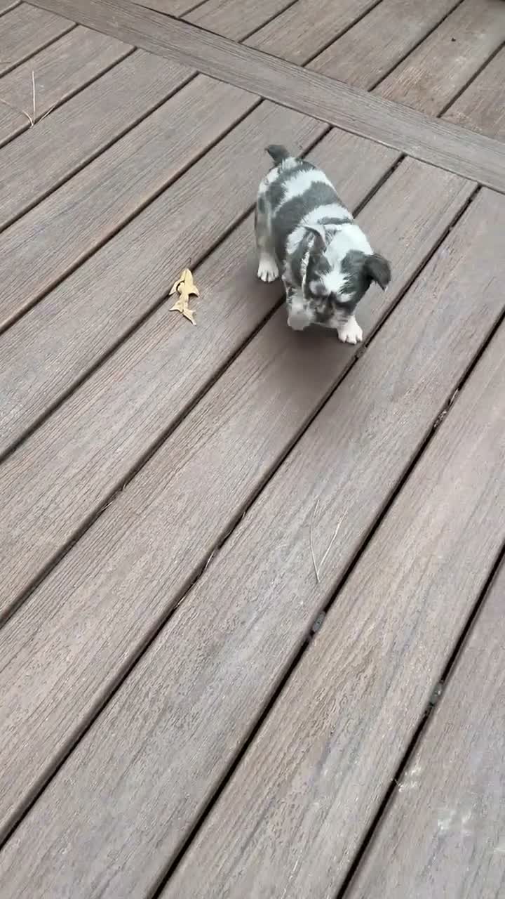 French Bulldog dogs for sale: Bella - Video 1
