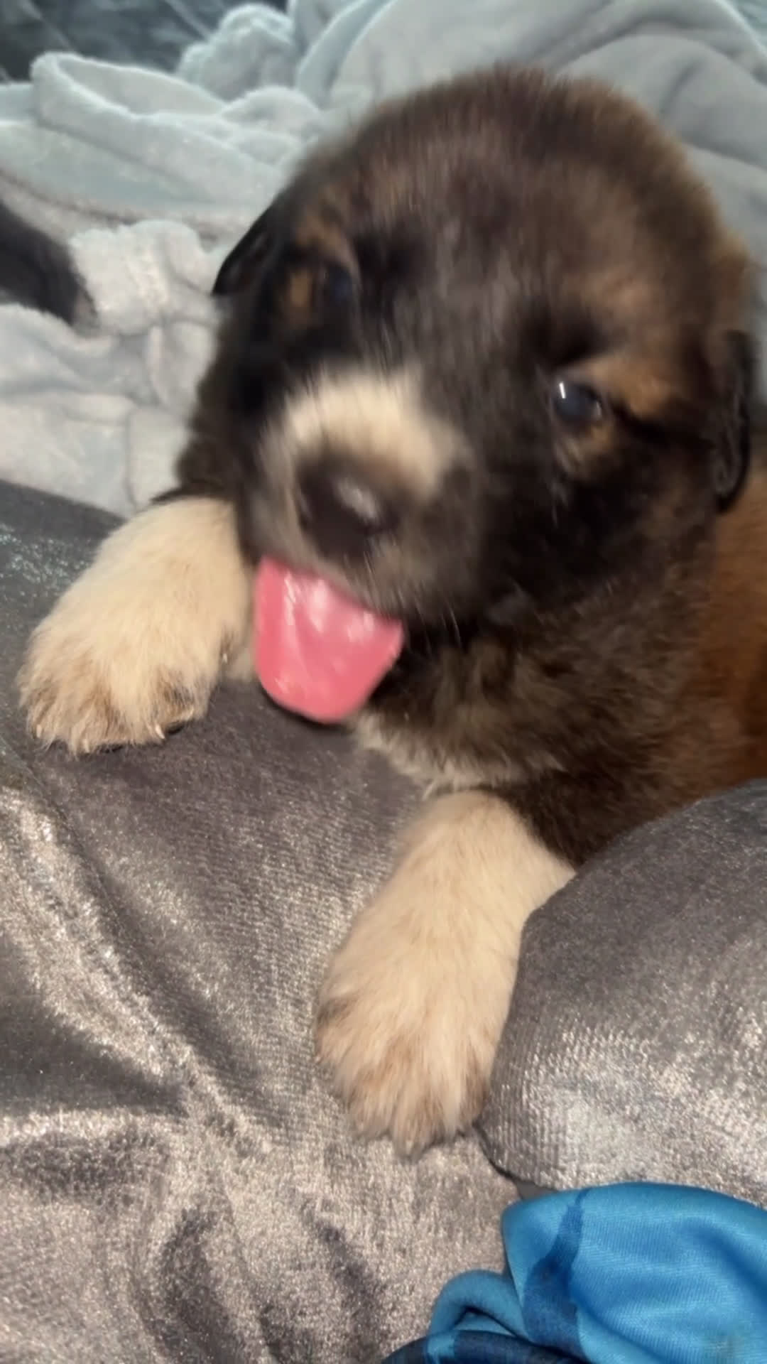 Labrador Retriever dogs for sale: Labrador Retriever Puppy 1 - Video 1