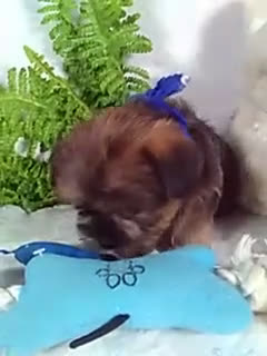 Shorkie dogs for sale: Benji - Video 1