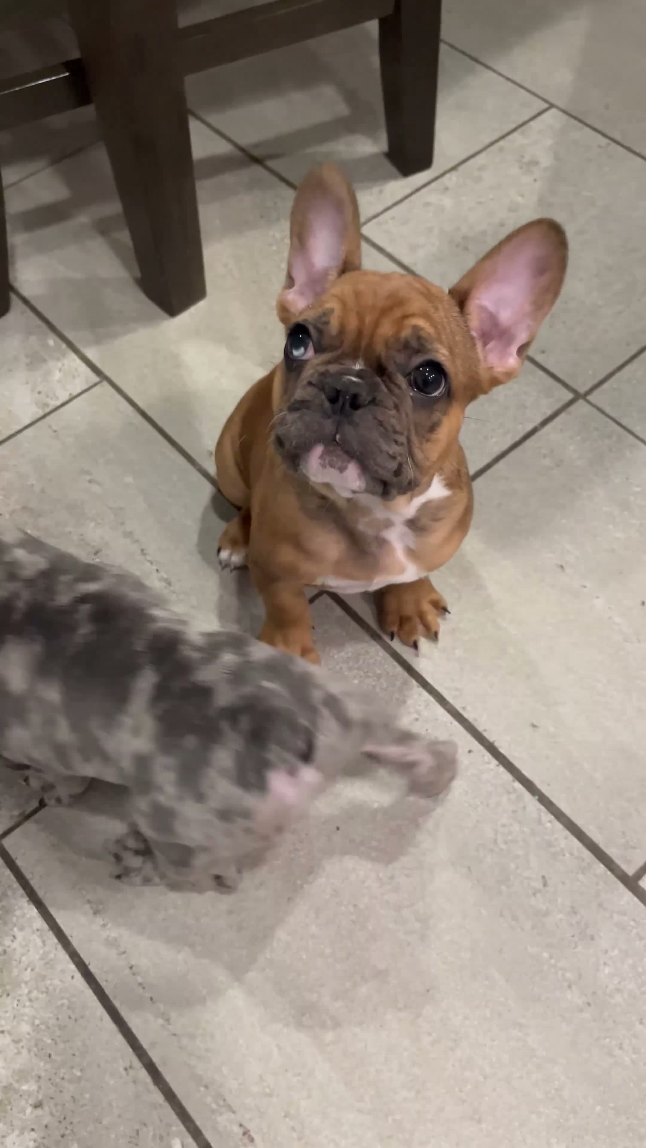 French Bulldog dogs for sale: Louie (Blue Merle) - Video 2