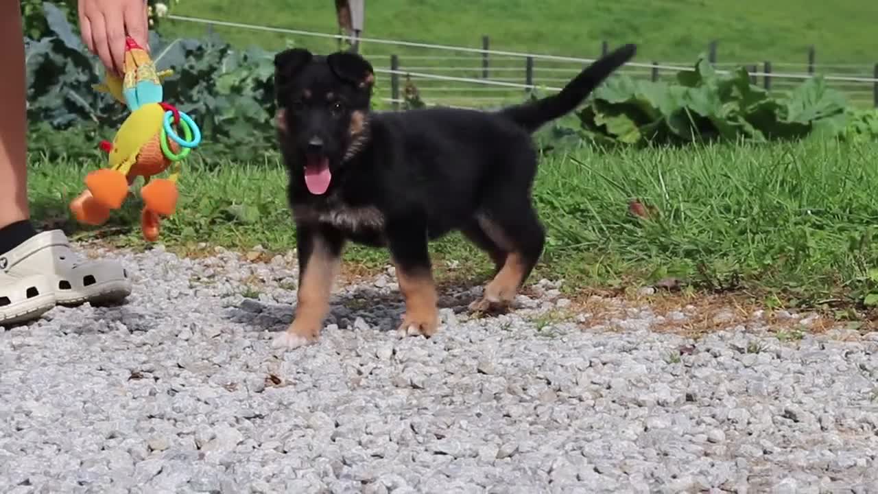 German Shepherd dogs for sale: Rachelle - Video 1