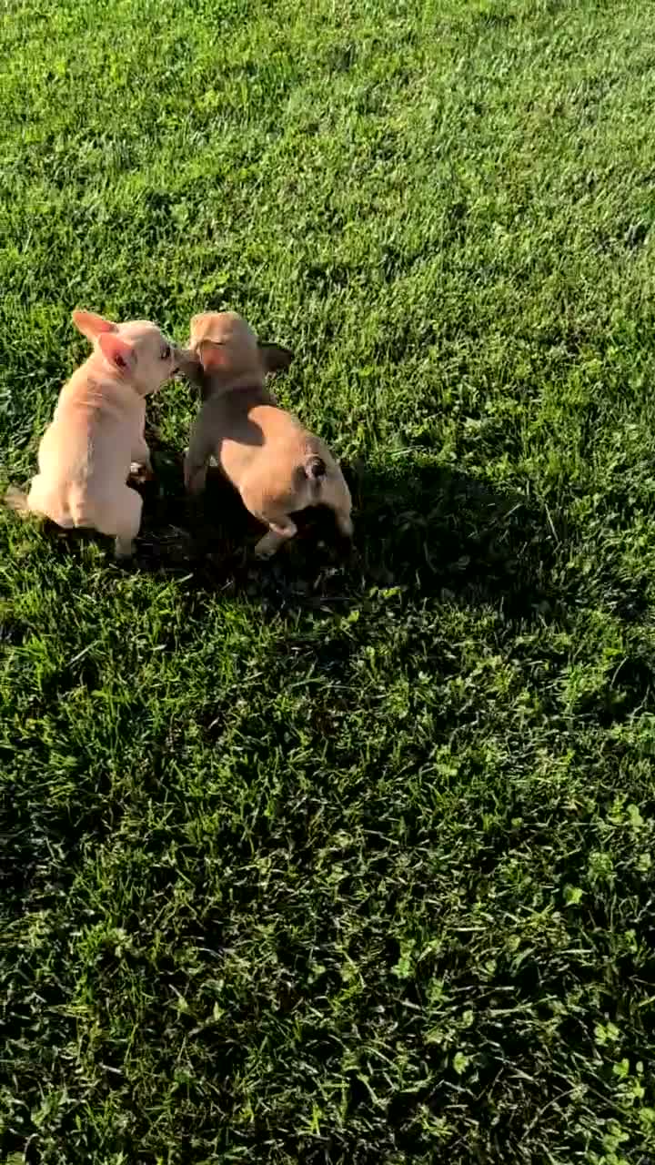 French Bulldog dogs for sale: Xander - Video 1