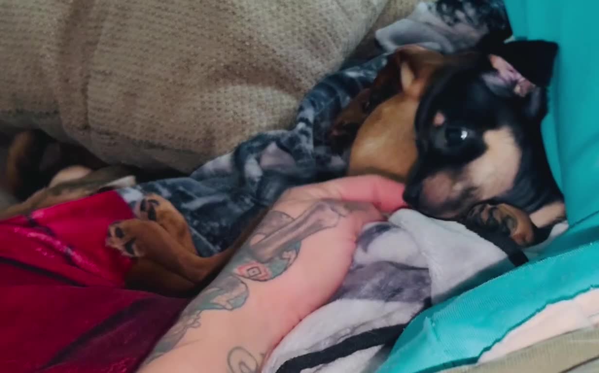Mixed Breed dogs for sale: Big Dude aka Biggje Smalls - Video 2