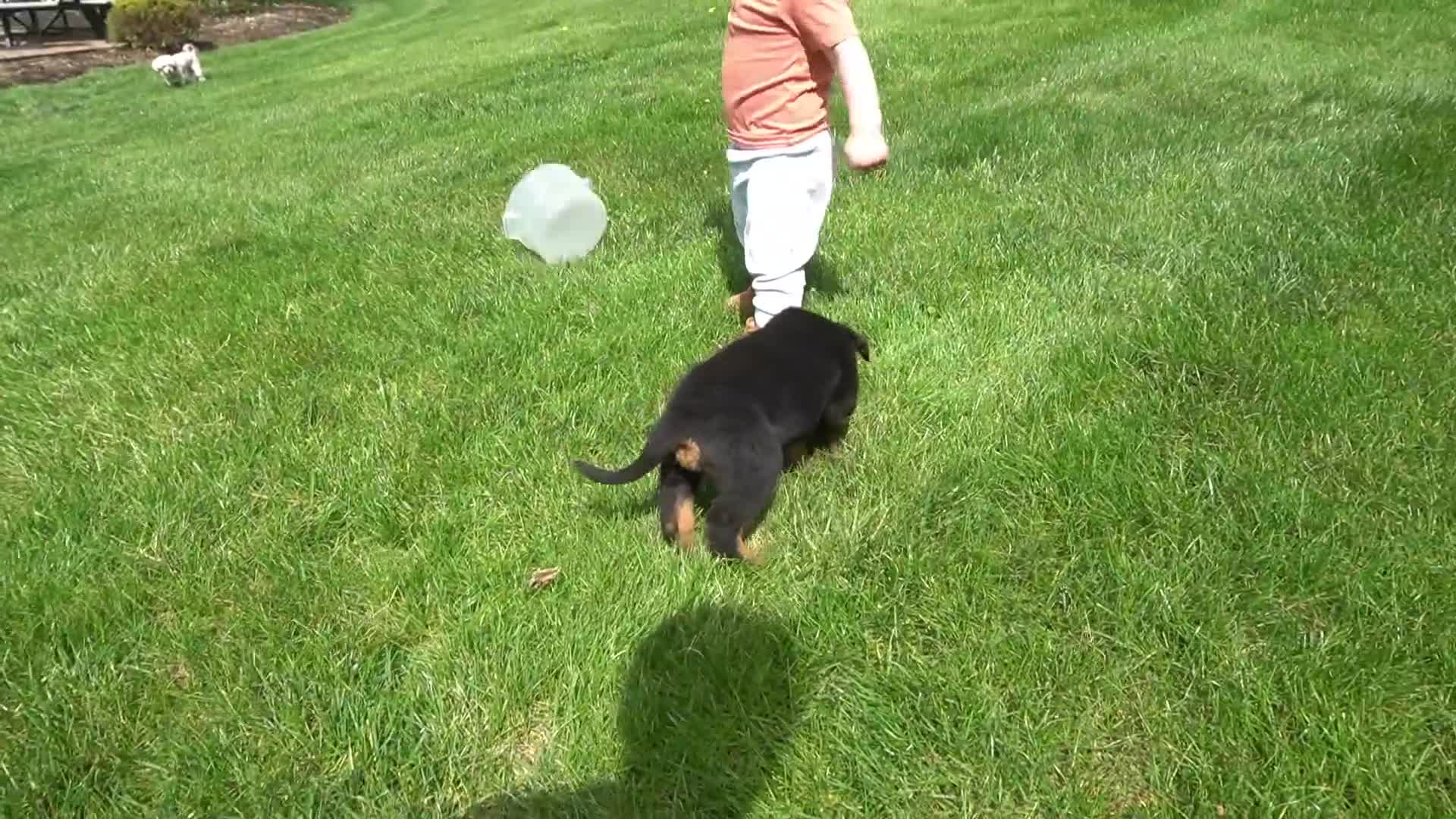 Rottweiler dogs for sale: Hadley - Video 1