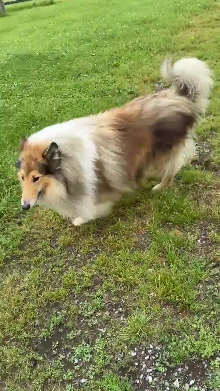 Collie dogs for sale: Collie 3 Sonja - Video 1