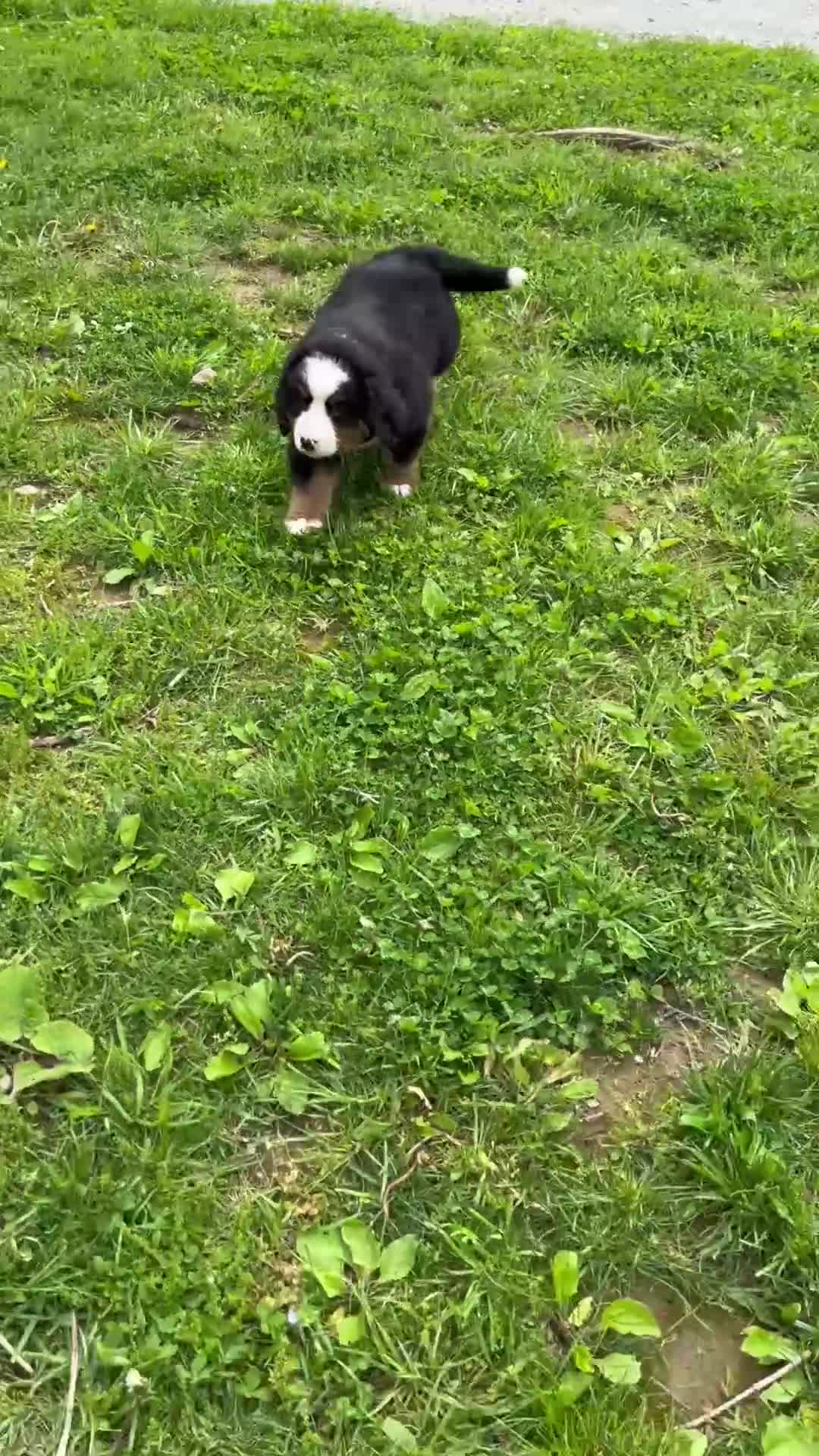 Bernese Mountain Dog dogs for sale: Casey - Video 1