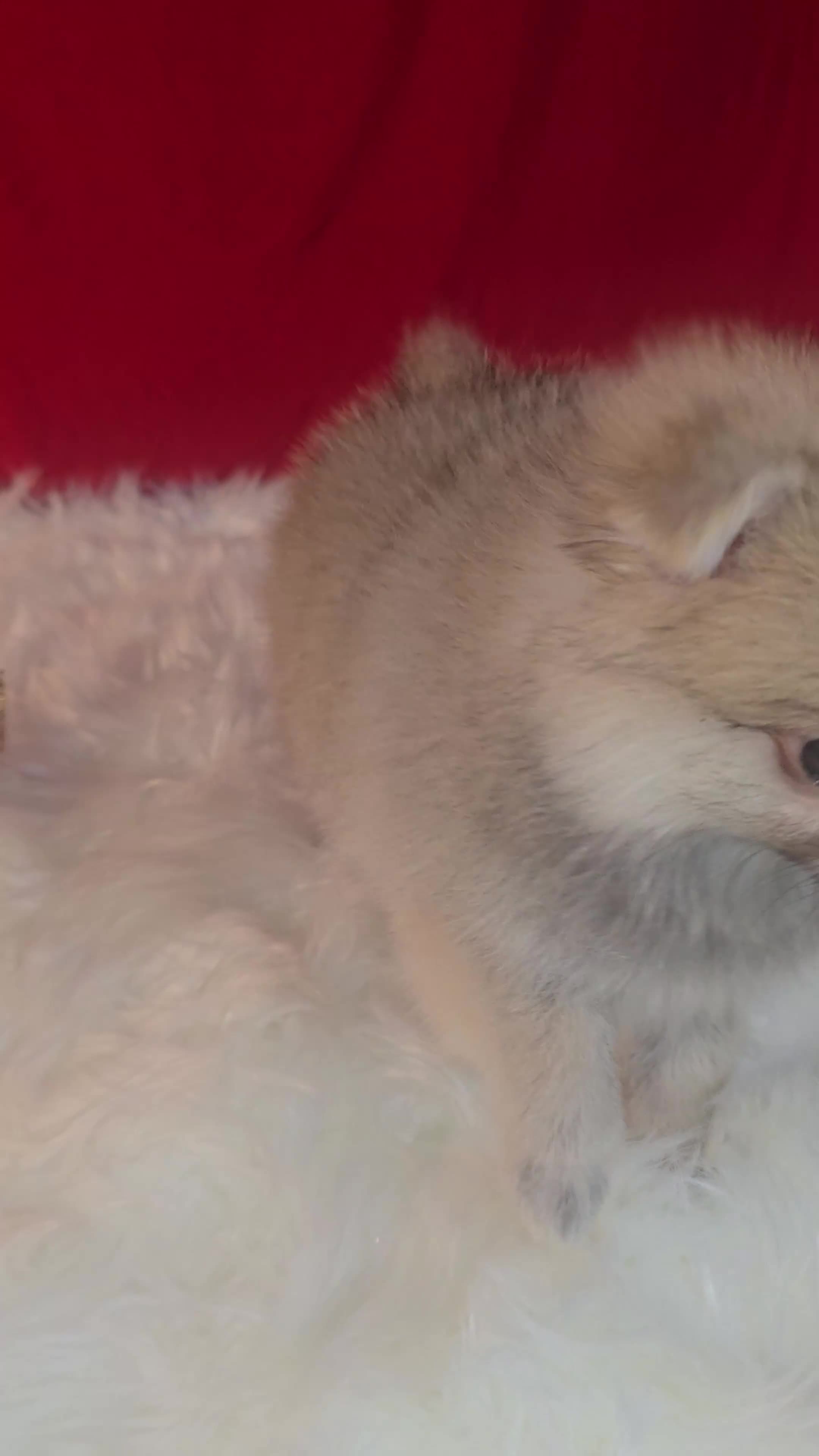 Pomeranian dogs for sale: Pomeranian 1 - Video 1