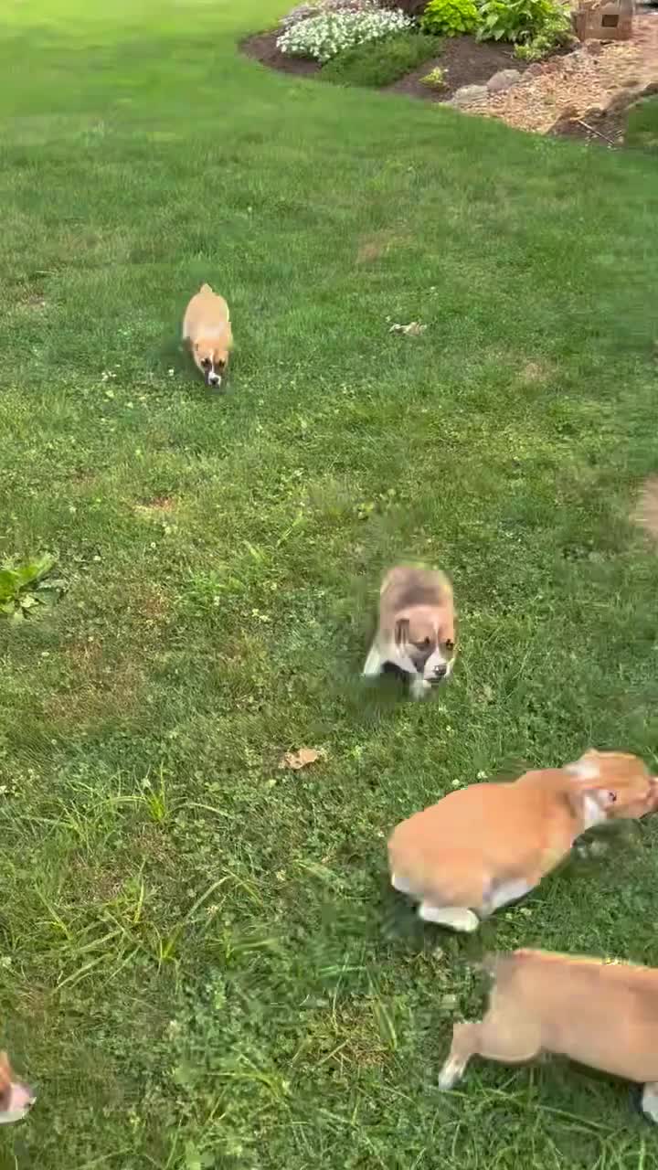 Welsh Corgi Pembroke dogs for sale: Precious  - Video 1