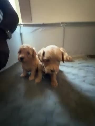 Shihpoo dogs for sale: Shihpoo 5 chewy - Video 1
