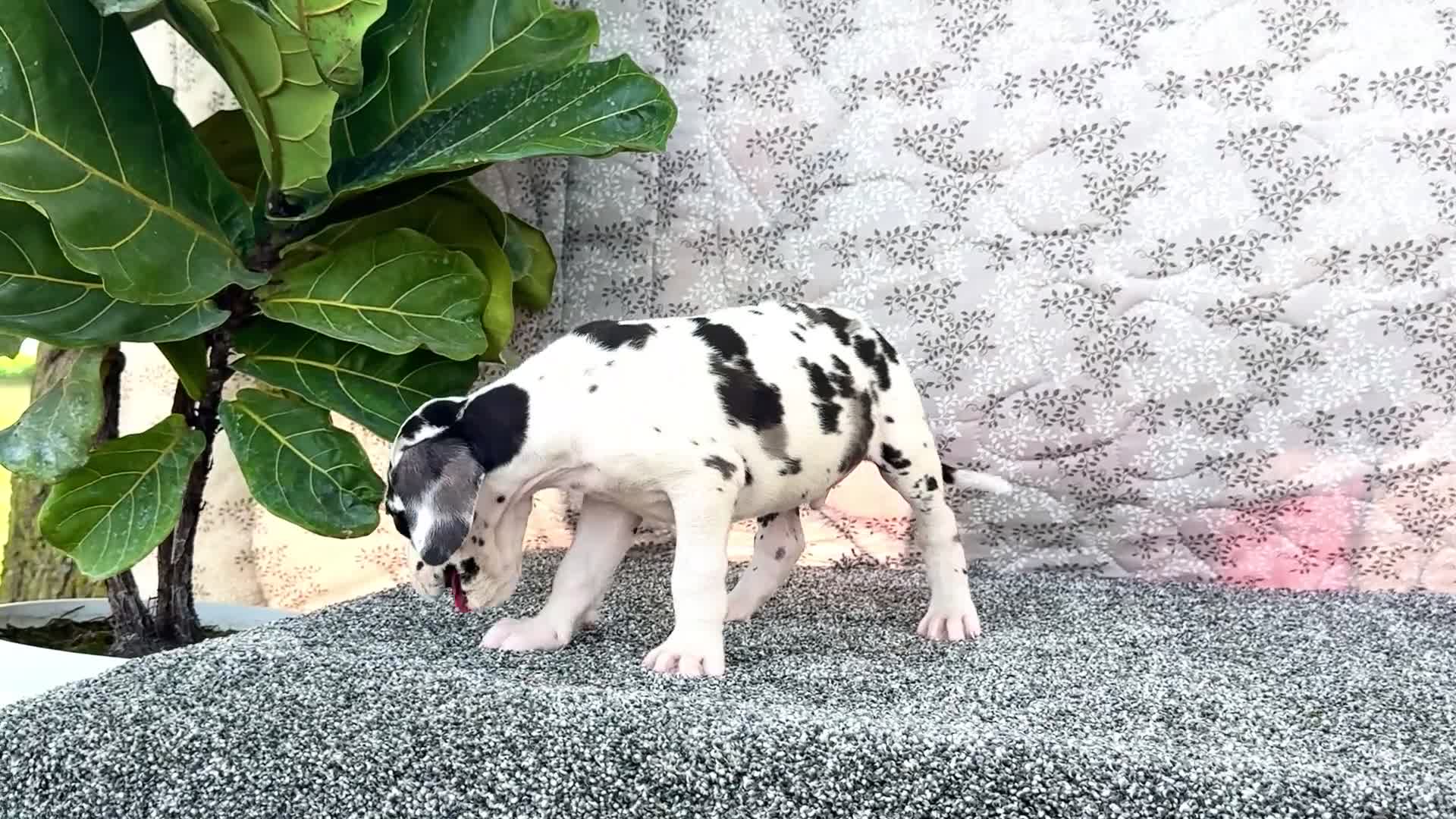 Great Dane dogs for sale: Dirk - Video 1