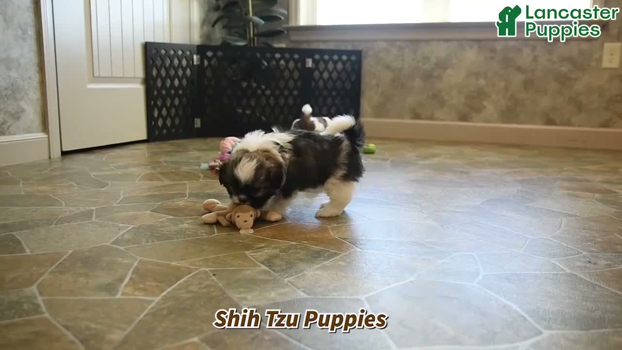 Shih Tzu dogs for sale: Buck - Video 1