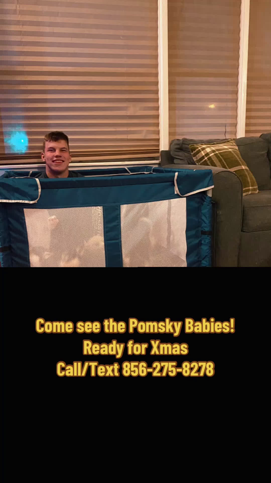 Pomsky dogs for sale: Bree  - Video 7