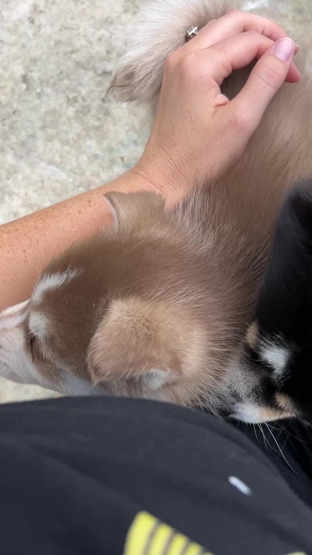 Pomsky dogs for sale: Pax Mini Pomsky - Video 1