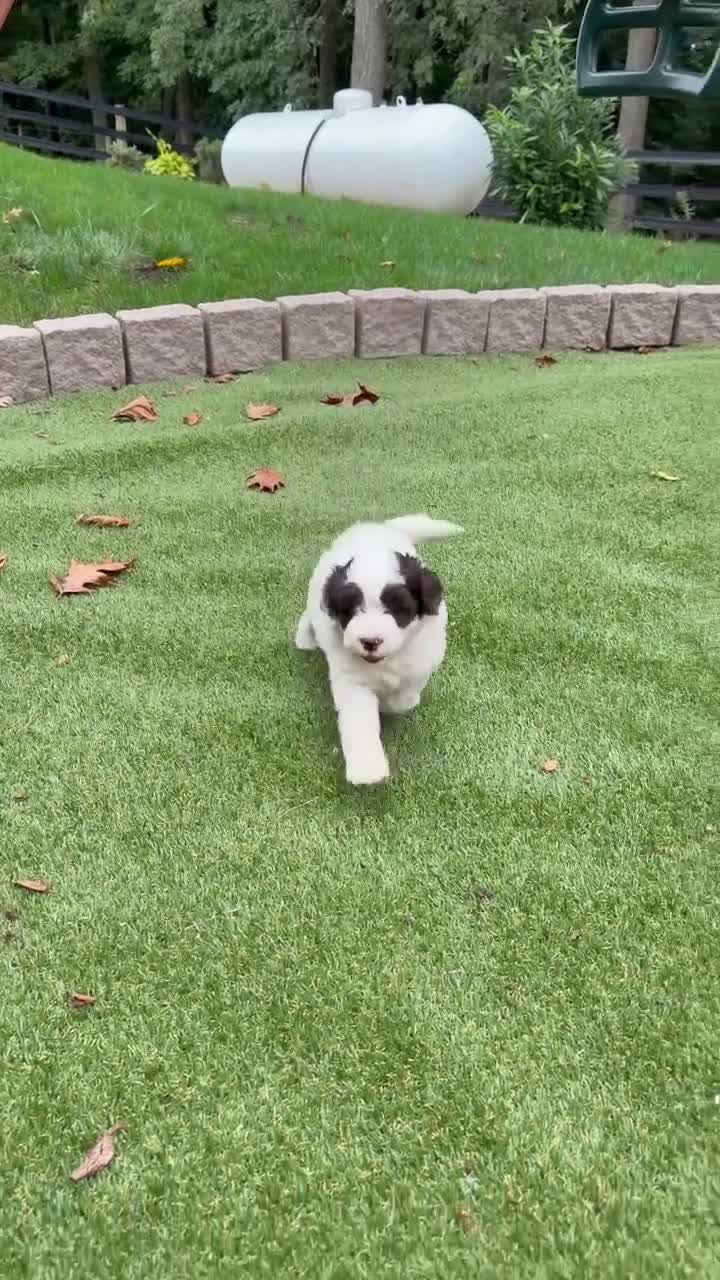 Aussiedoodle dogs for sale: Rexy - Video 1