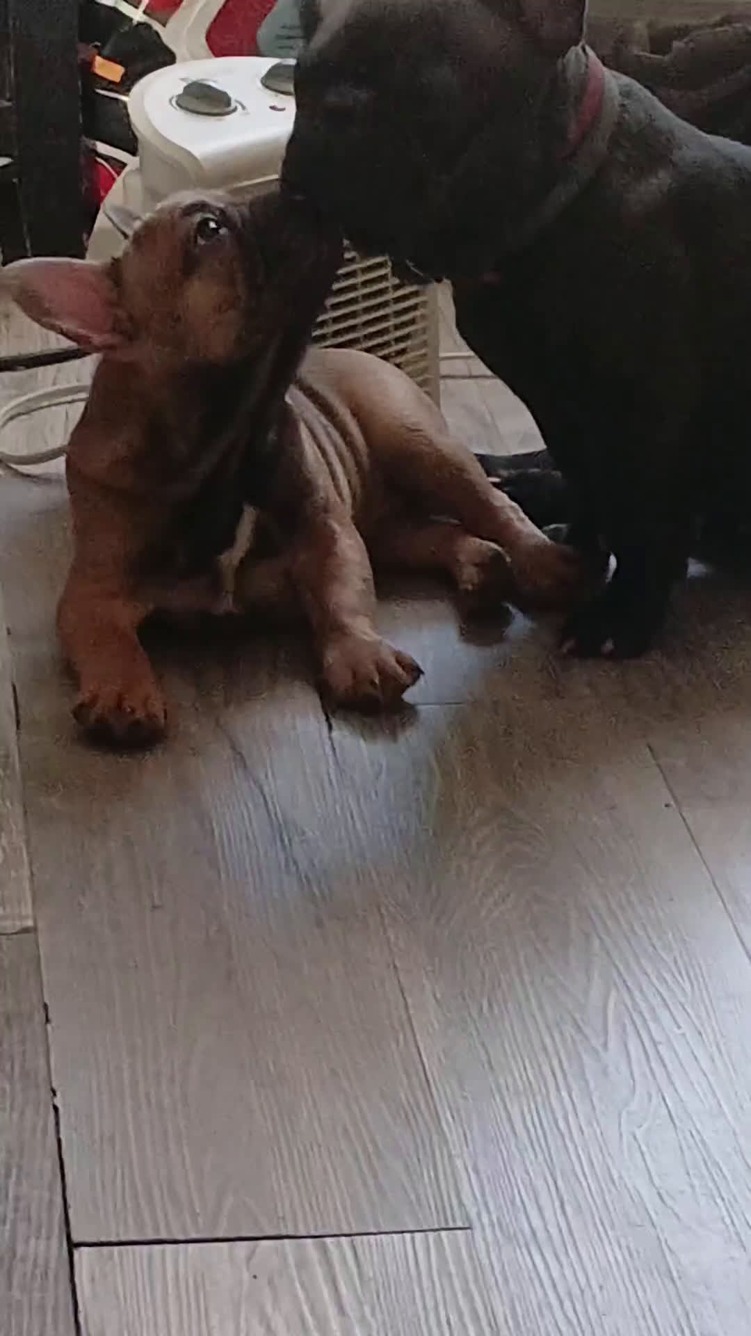 French Bulldog dogs for sale: French Bulldog Puppy 1 - Video 6