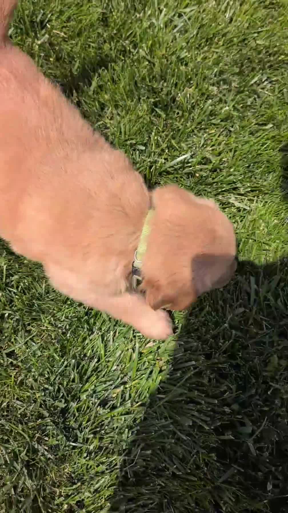 Golden Retriever dogs for sale: Benson - Video 1