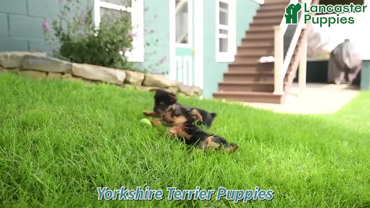 Yorkshire Terrier dogs for sale: Cinnamon - Video 1