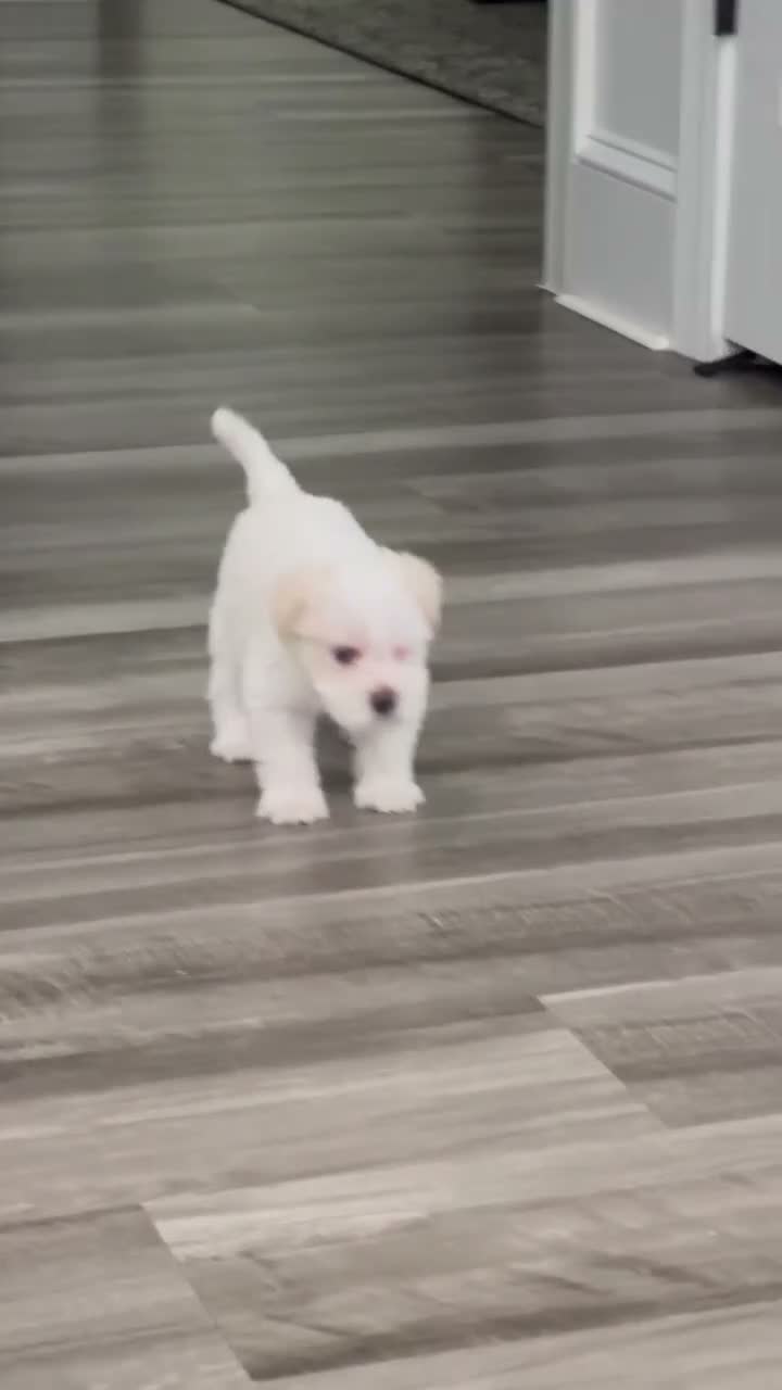 Miniature Schnauzer dogs for sale: Blanca - Video 1