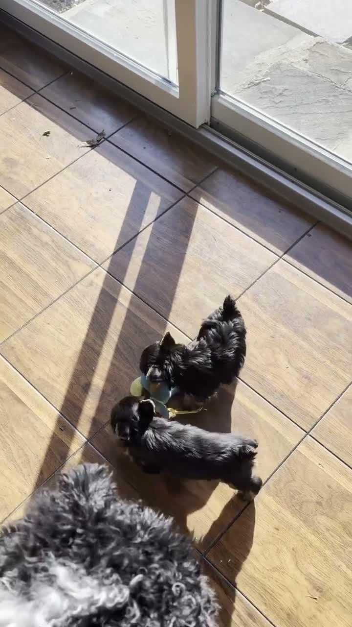 Yorkshire Terrier dogs for sale: George - Video 1