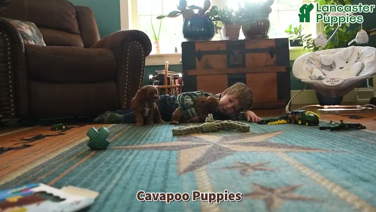 Cavapoo dogs for sale: Kenzy - Video 1