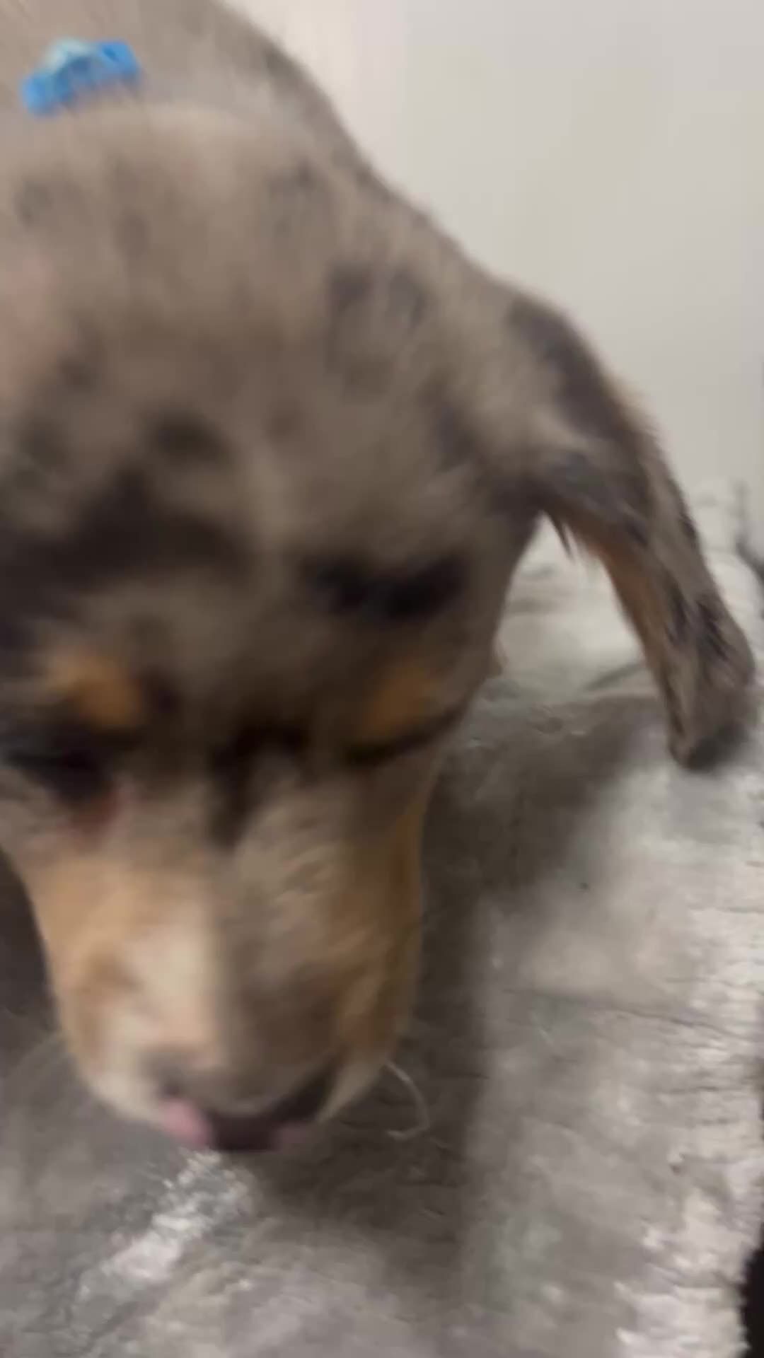 Mixed Breed dogs for sale: Astro  - Video 1