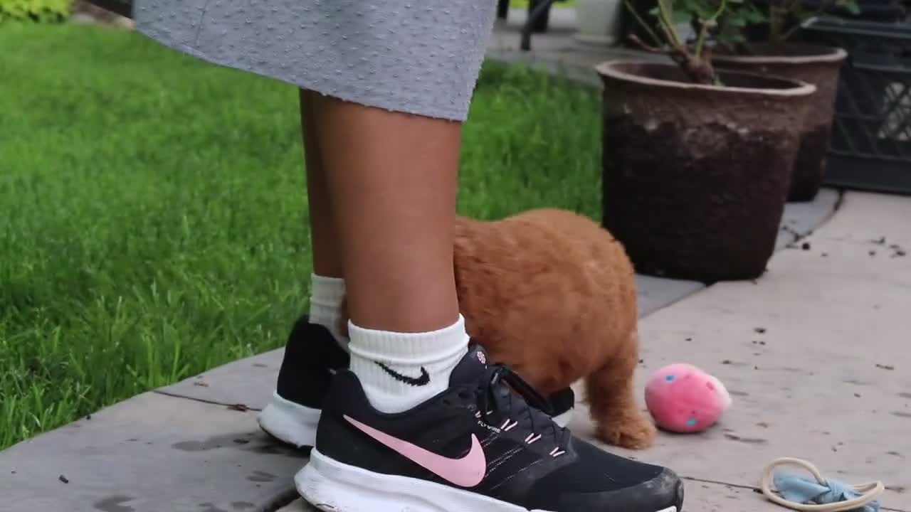 Cavapoo dogs for sale: Tucker - Video 1
