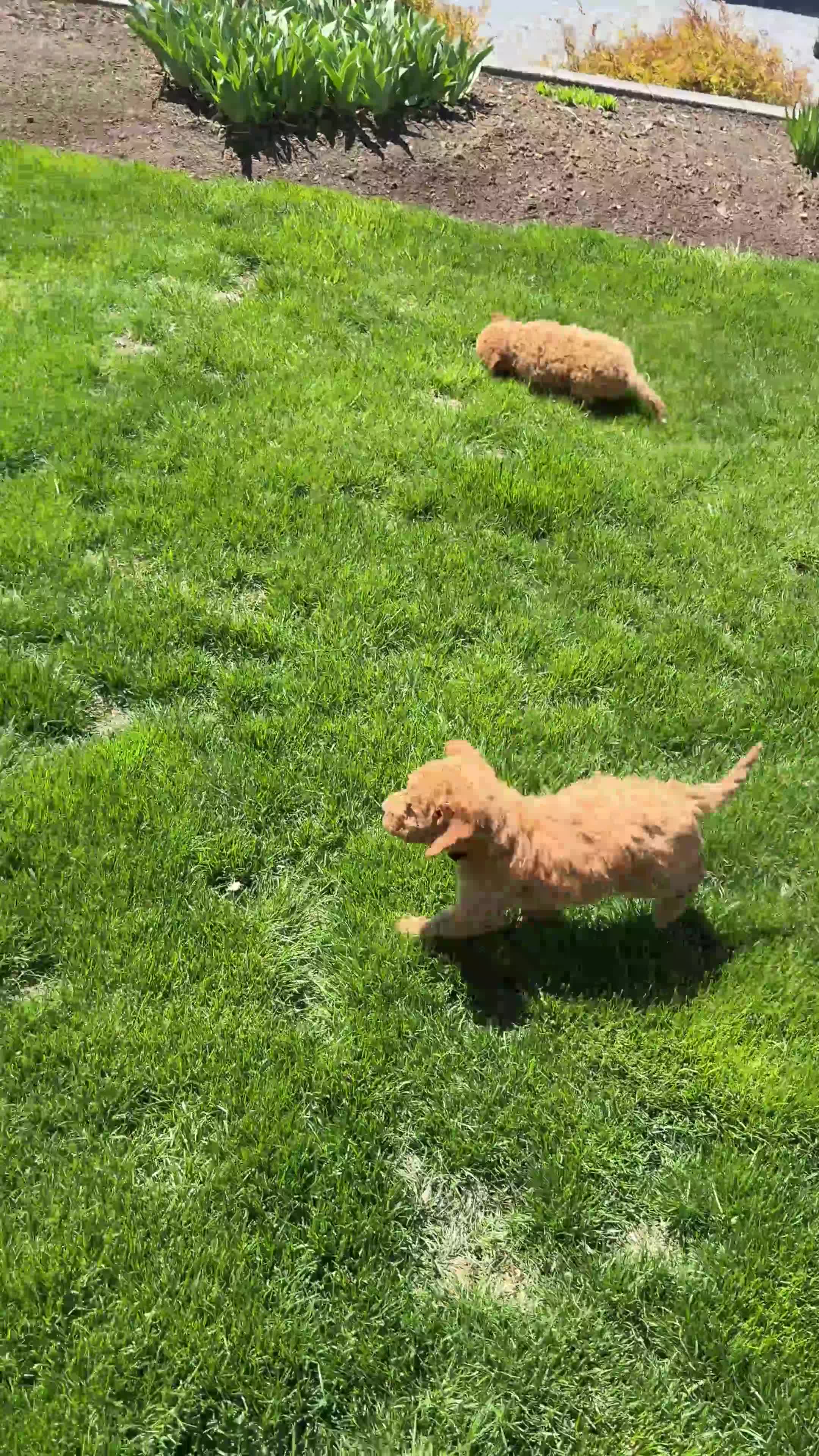 Goldendoodle dogs for sale: Marshmallow - Video 1