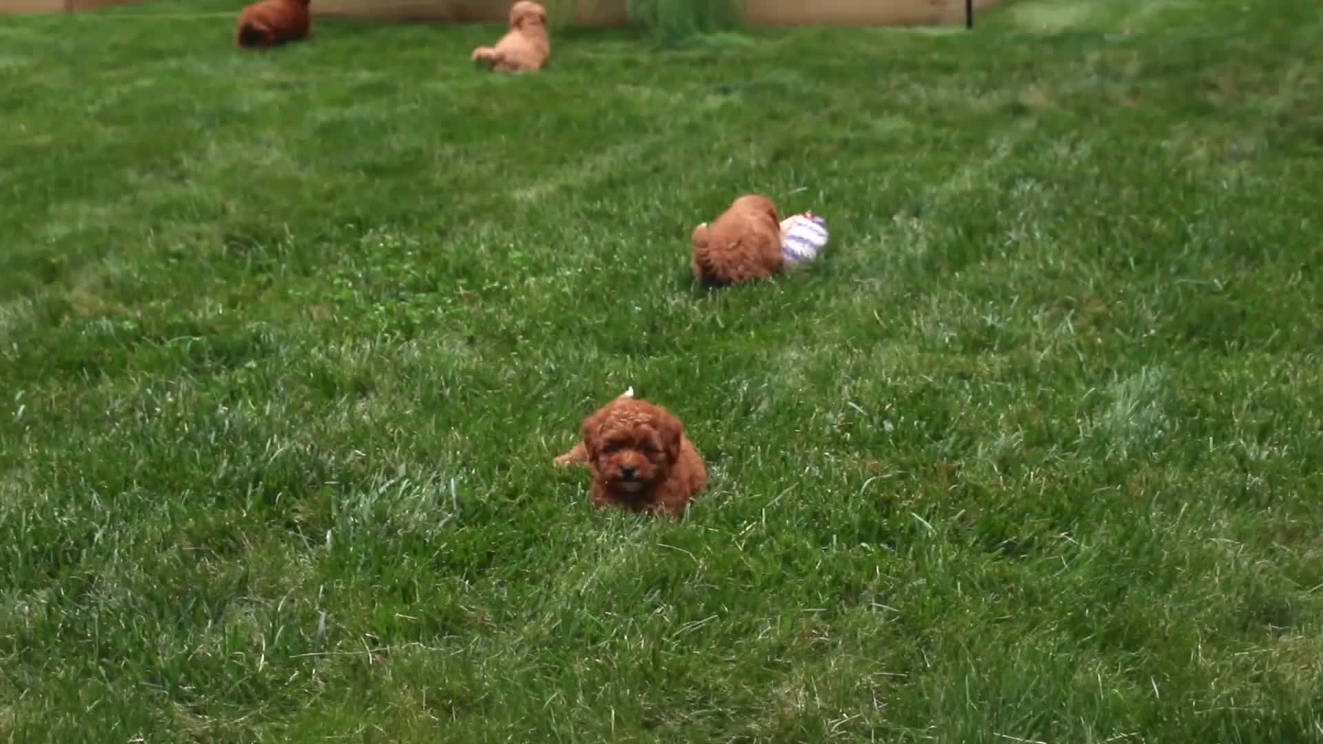 Miniature Poodle dogs for sale: Miniature Poodle 4 - Video 1